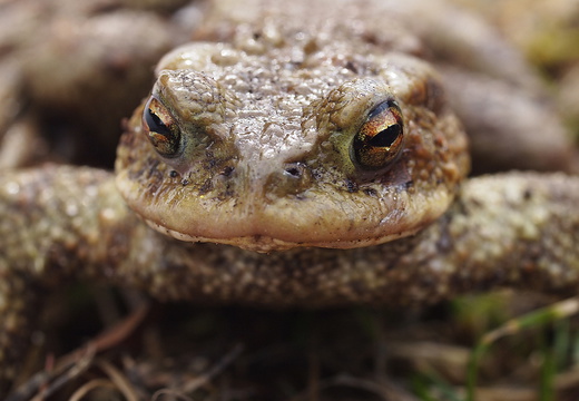 Kärnten, Chiemsee - (Tierische) Eindrücke