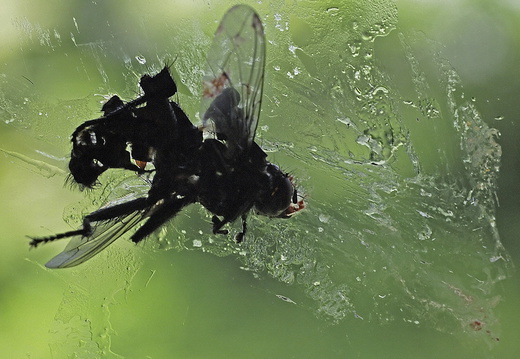 Fliegen
